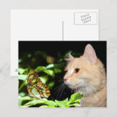 Katzenneugierigkeit Postkarte (Vorne/Hinten)