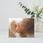 Katzennose Postkarte (Stehend Vorderseite)