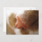 Katzennose Postkarte (Vorne/Hinten)