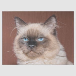 Katzenpapier aus Siam Seidenpapier