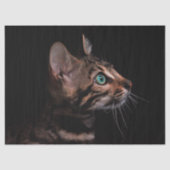 Katzenpapier Seidenpapier (Vorderseite)