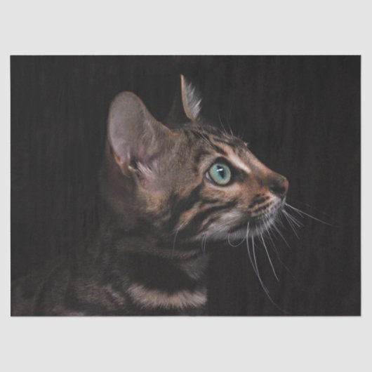 Katzenpapier Seidenpapier (Vorderseite)