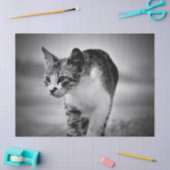 Katzenpapier suchen seidenpapier (Basteln)