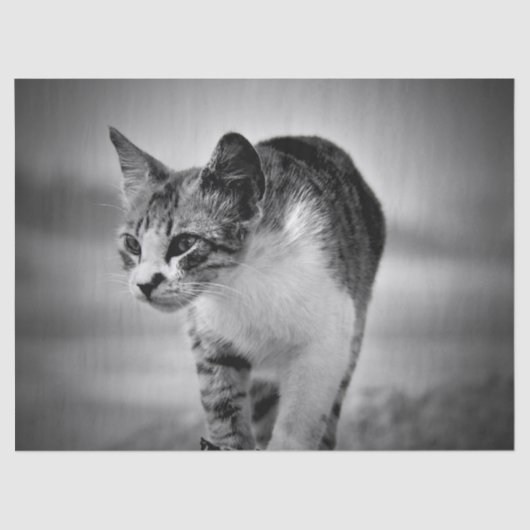 Katzenpapier suchen seidenpapier (Vorderseite)