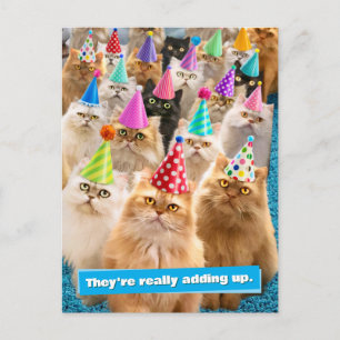 Katzenparty Einladungspostkarte
