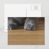 Katzenpaws Postkarte (Vorne/Hinten)