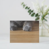 Katzenpaws Postkarte (Stehend Vorderseite)