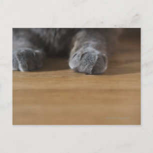 Katzenpaws Postkarte