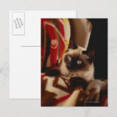 Katzenpinkeln durch Steppdecke Postkarte (Vorne/Hinten)