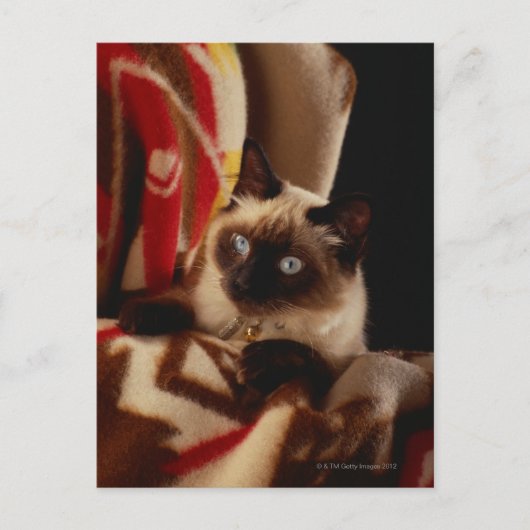 Katzenpinkeln durch Steppdecke Postkarte (Vorderseite)