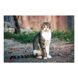 Katzenportrait Fotodruck
