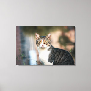 Katzenportrait Leinwanddruck