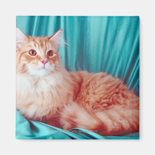 Katzenportrait Magnet (Vorne)