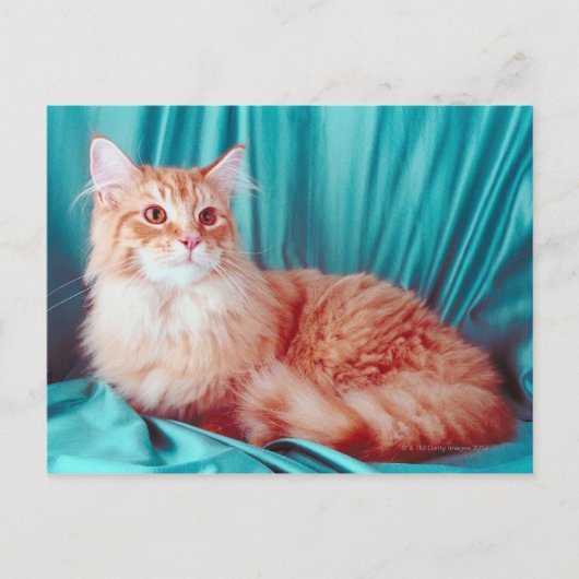 Katzenportrait Postkarte (Vorderseite)