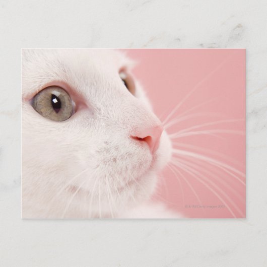 Katzenportrait Postkarte (Vorderseite)