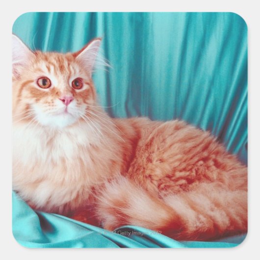 Katzenportrait Quadratischer Aufkleber (Vorderseite)