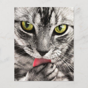 Katzenporträt Flyer