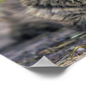 Katzenposter Poster (Ecke)