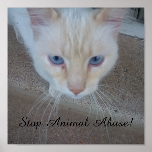 Katzenposter Poster (Vorne)