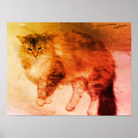 Katzenposter Poster (Vorne)
