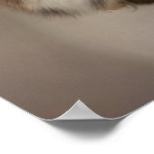 Katzenposter Poster (Ecke)