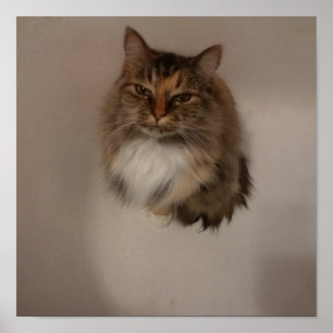 Katzenposter Poster
