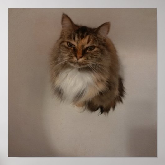 Katzenposter Poster (Vorne)