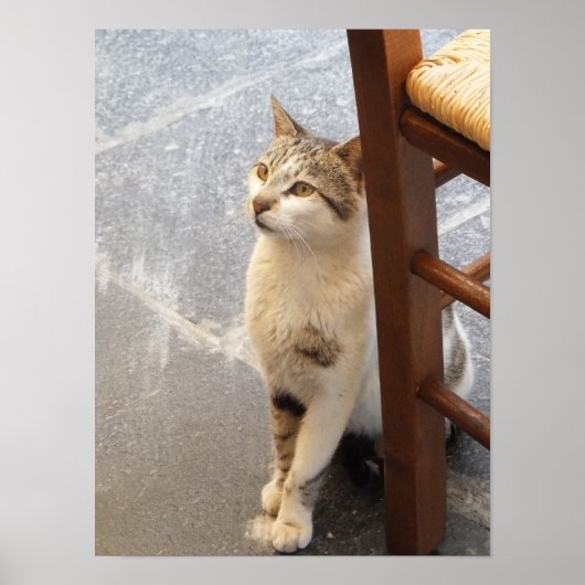 Katzenposter Poster (Vorne)
