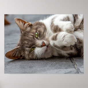 Katzenposter/Print Poster