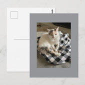 Katzenpostkarte Postkarte (Vorne/Hinten)