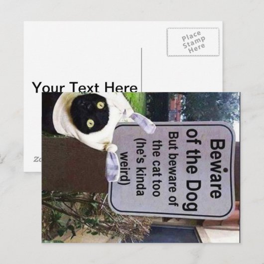 Katzenpostkarte Postkarte (Vorne/Hinten)