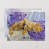 Katzenpostkarte Postkarte (Vorne/Hinten)