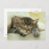 Katzenpostkarte Postkarte (Vorne/Hinten)