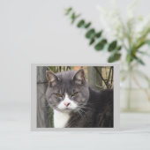 Katzenpostkarte Postkarte (Stehend Vorderseite)