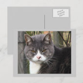 Katzenpostkarte Postkarte (Vorne/Hinten)