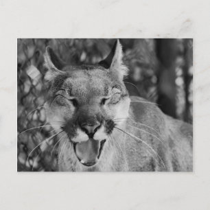 Katzenpostkarte Postkarte