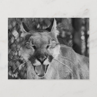 Katzenpostkarte Postkarte