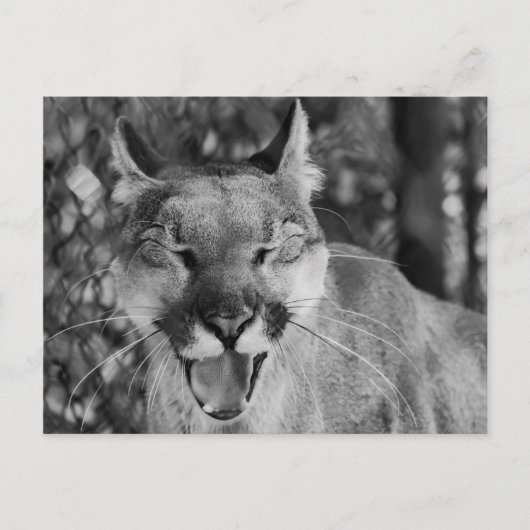 Katzenpostkarte Postkarte (Vorderseite)