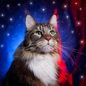 Katzenrasse Chartreaux T-Shirt