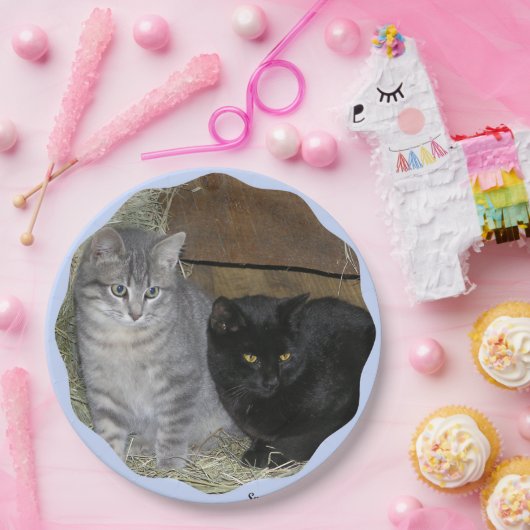 Katzenregelplatte Pappteller (Party)