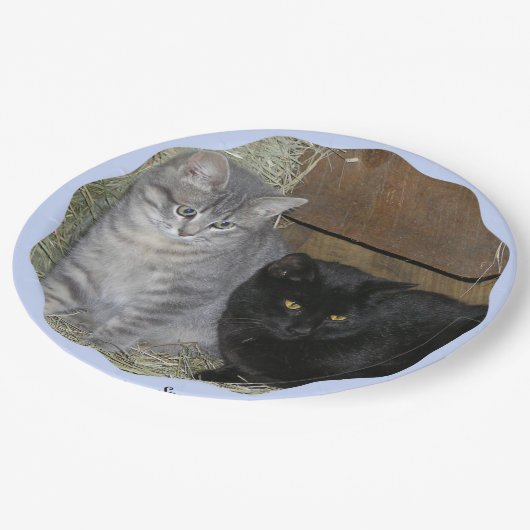 Katzenregelplatte Pappteller (Schrägansicht)