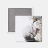 Katzenreiniger, nah magnet (Vorderseite/Rückseite)