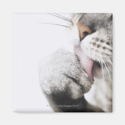 Katzenreiniger, nah magnet (Vorne)