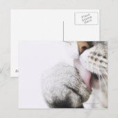 Katzenreiniger, nah postkarte (Vorne/Hinten)