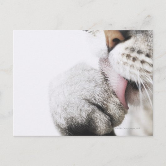 Katzenreiniger, nah postkarte (Vorderseite)