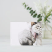 Katzenreiniger, nah postkarte (Stehend Vorderseite)