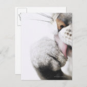 Katzenreiniger Postkarte (Vorne/Hinten)