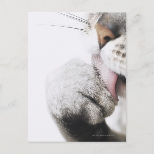 Katzenreiniger Postkarte (Vorderseite)