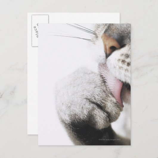 Katzenreiniger Postkarte (Vorne/Hinten)