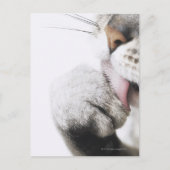 Katzenreiniger Postkarte (Vorderseite)